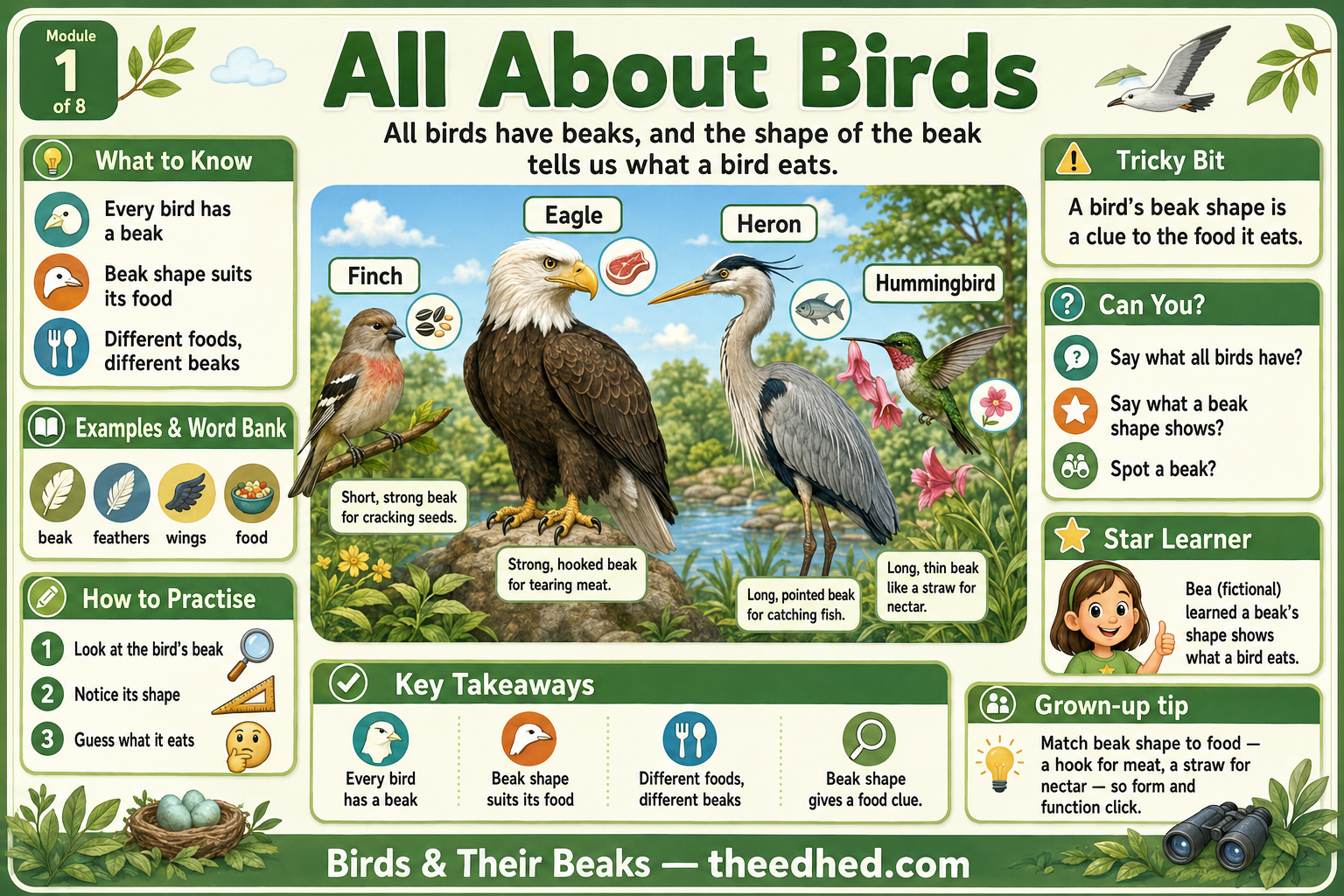 An educational children's poster titled 'All About Birds' from theed.com, featuring illustrated birds, a beak shape guide, learning tips, and a cartoon character.