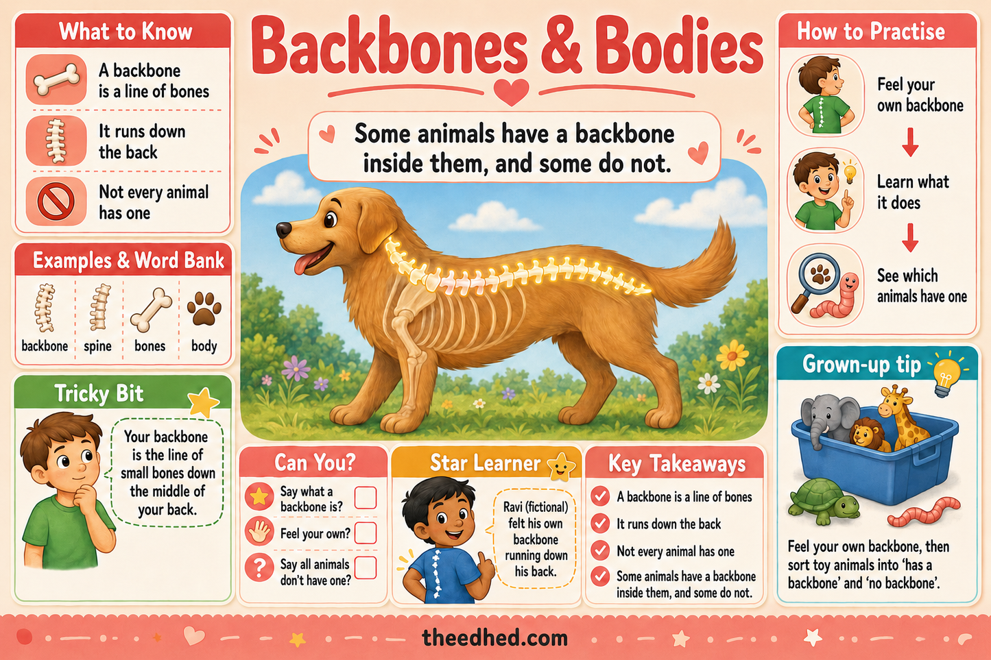 Vertebrates & Invertebrates for Kids – Digital Infographic & Printable Worksheet Pack