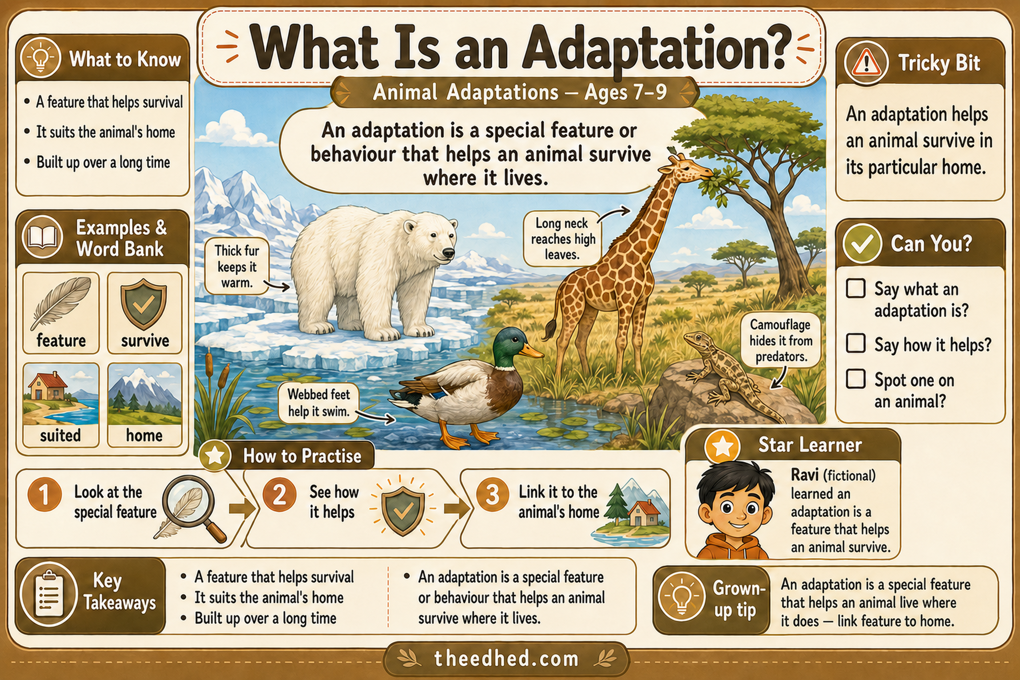 What Is an Adaptation educational infographic for children ages 7 to 9