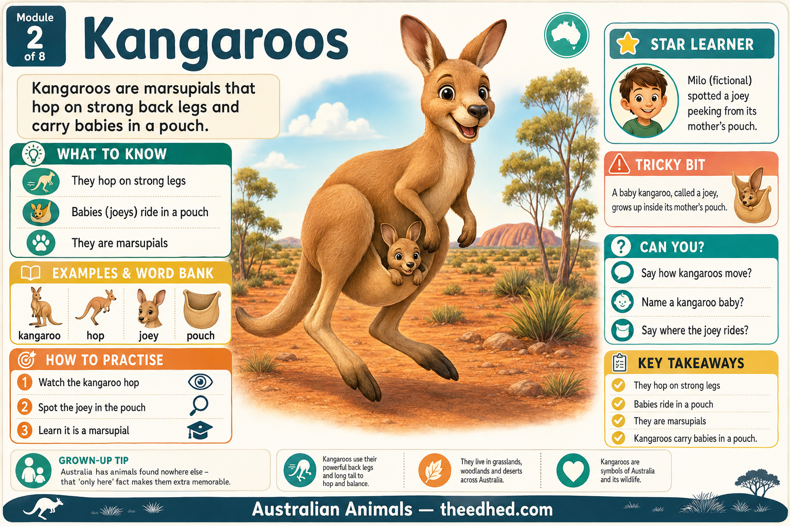 An educational Australian animal poster about Kangaroos from Theedhed, featuring a colorful cartoon illustration of a kangaroo carrying a joey, with text boxes, icons, and learning objectives.