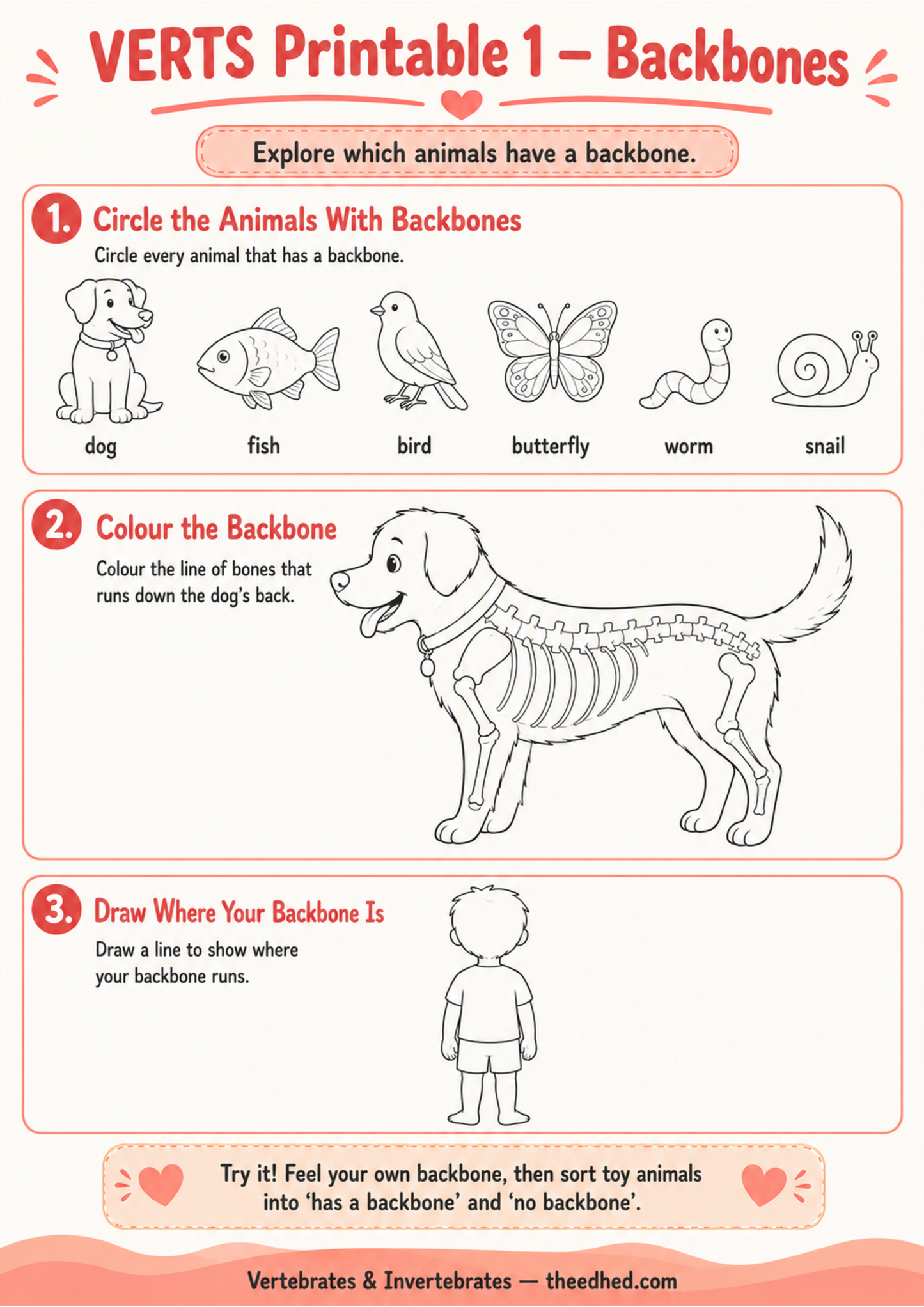 Vertebrates & Invertebrates for Kids – Digital Infographic & Printable Worksheet Pack
