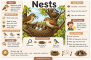 Animal Homes infographic: Nests