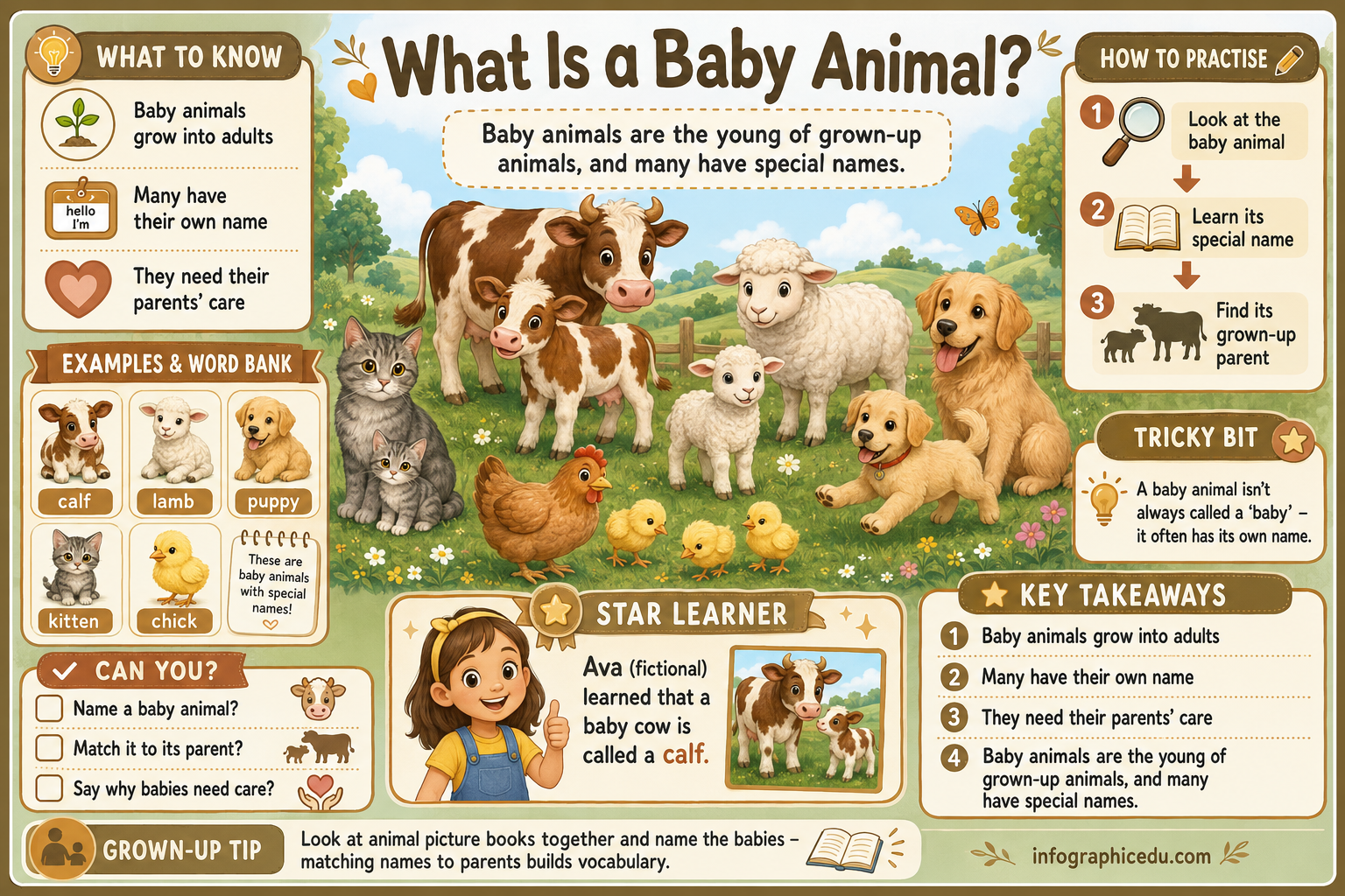 What Is a Baby Animal educational infographic for children ages 3–5