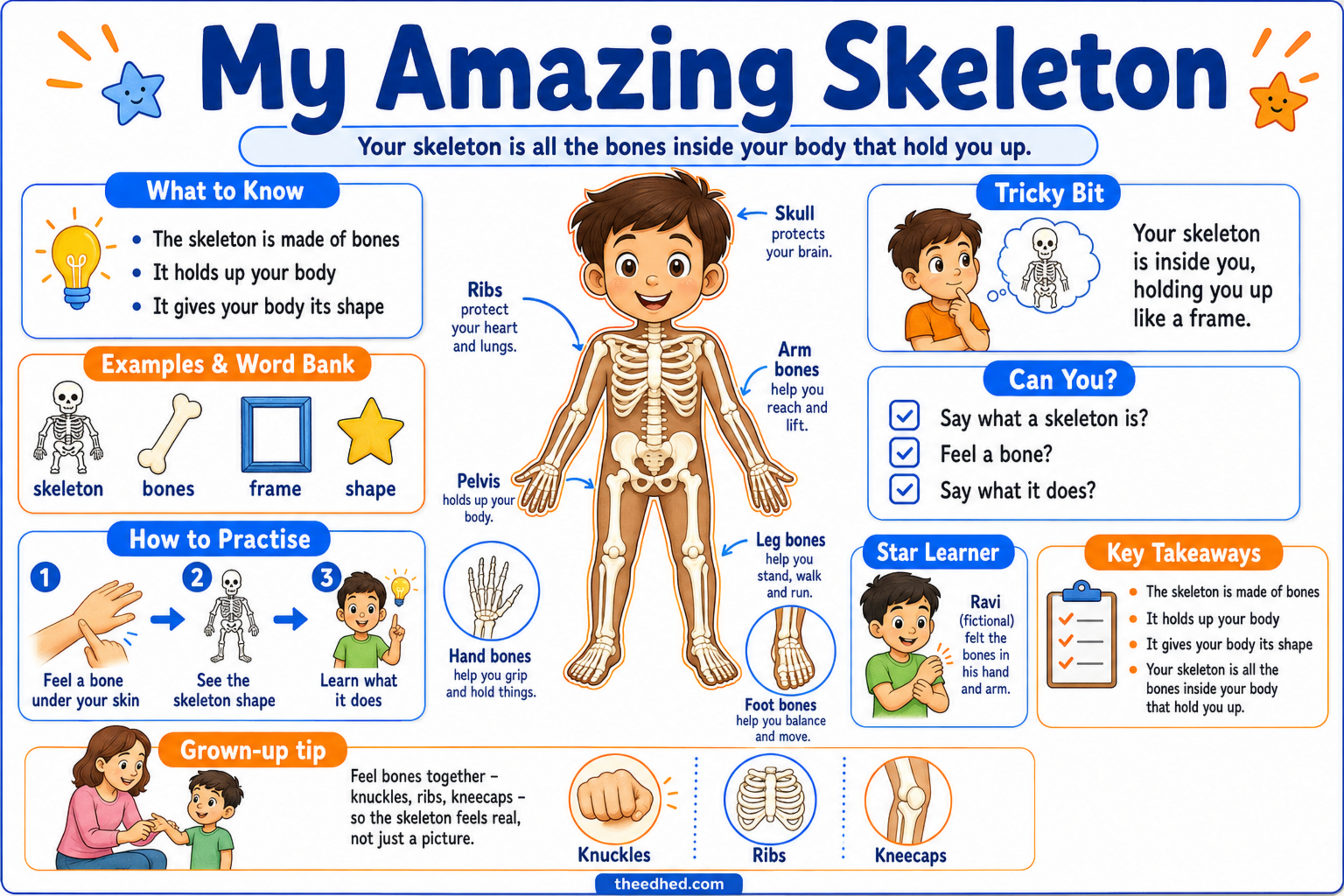 My Amazing Skeleton educational infographic for children ages 5 to 7