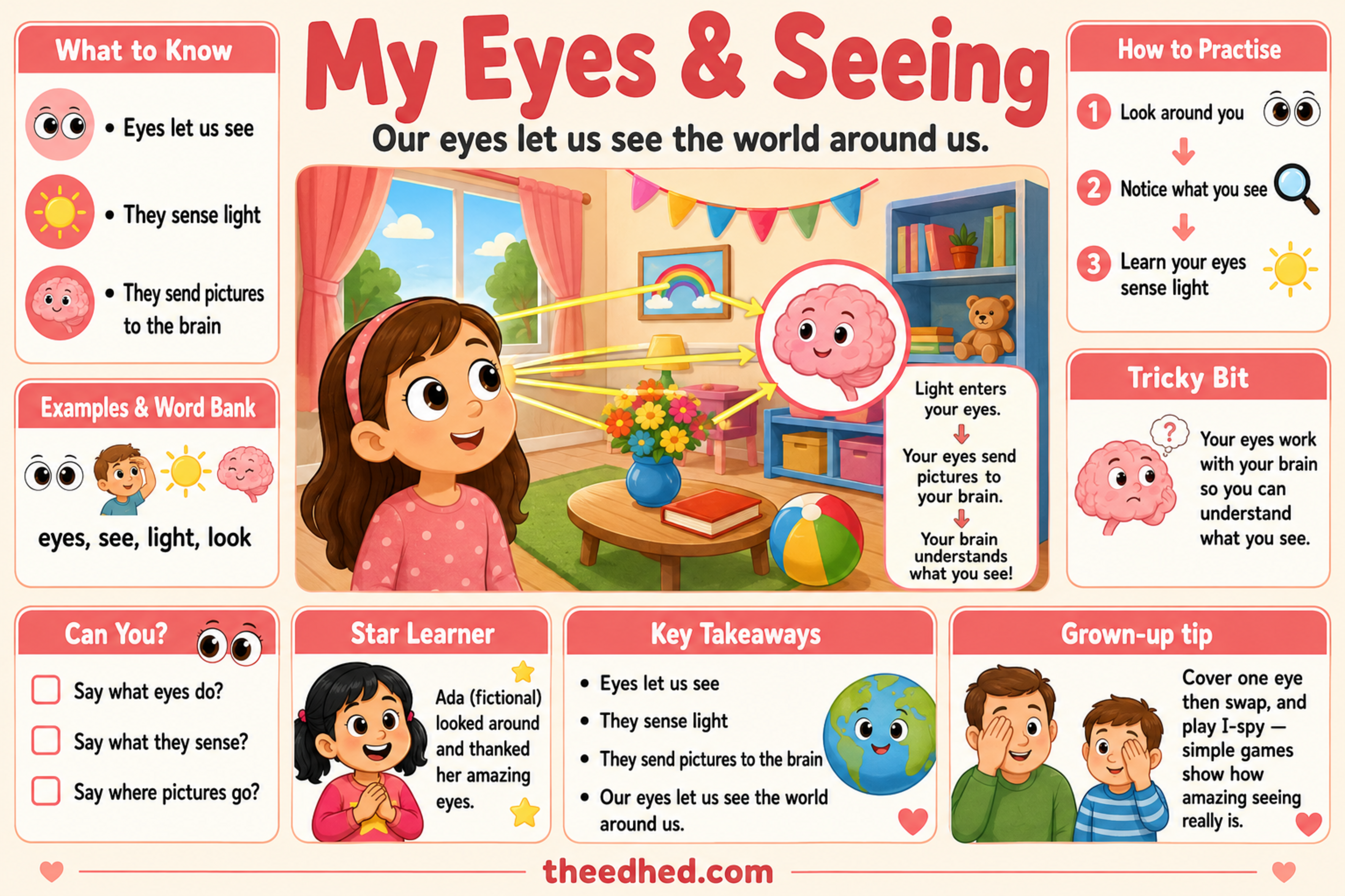 My Eyes & Seeing educational infographic for children ages 6 to 8