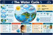 The Water Cycle educational infographic for children ages 6 to 8