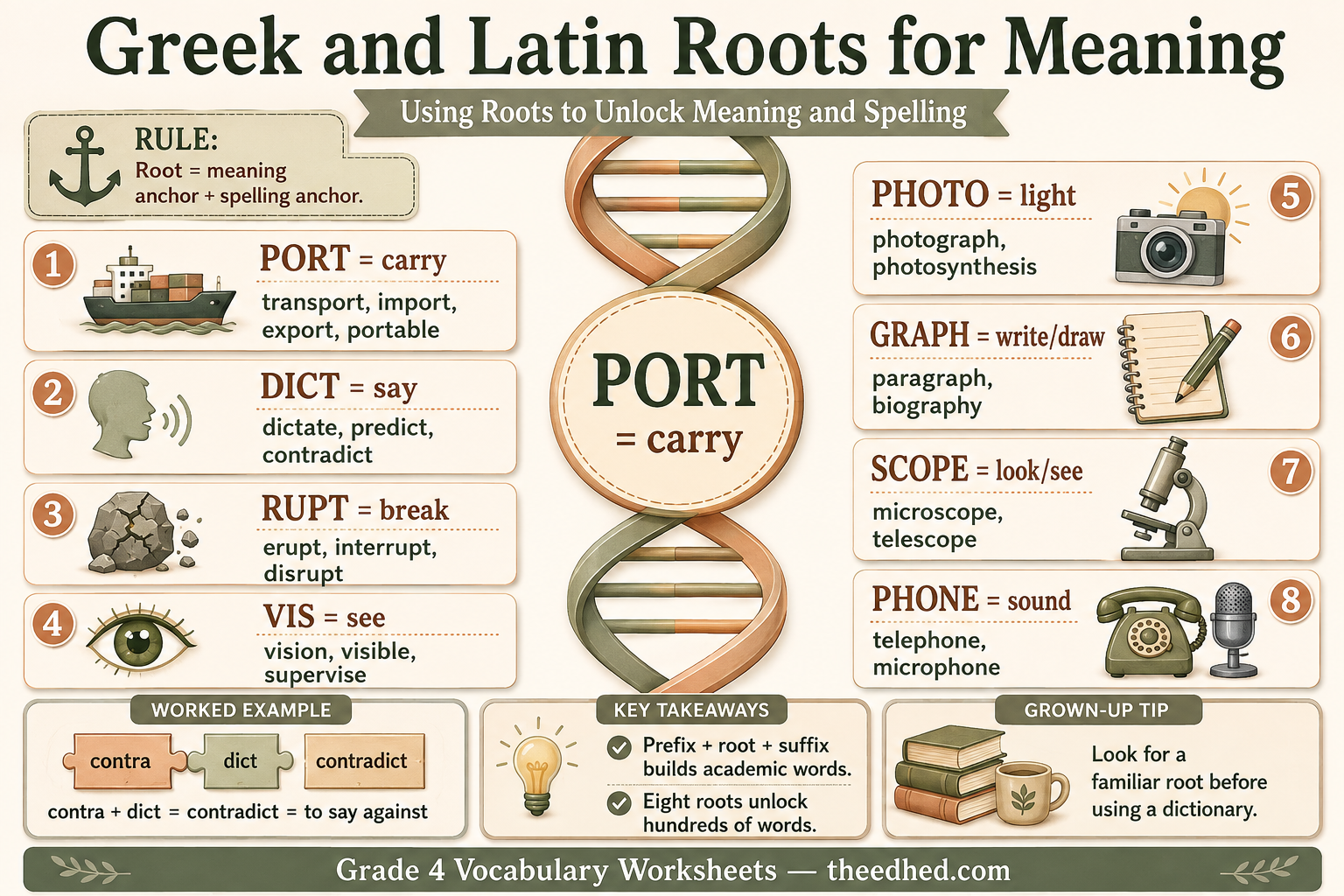 Greek and Latin roots for meaning Grade 4 vocabulary infographic
