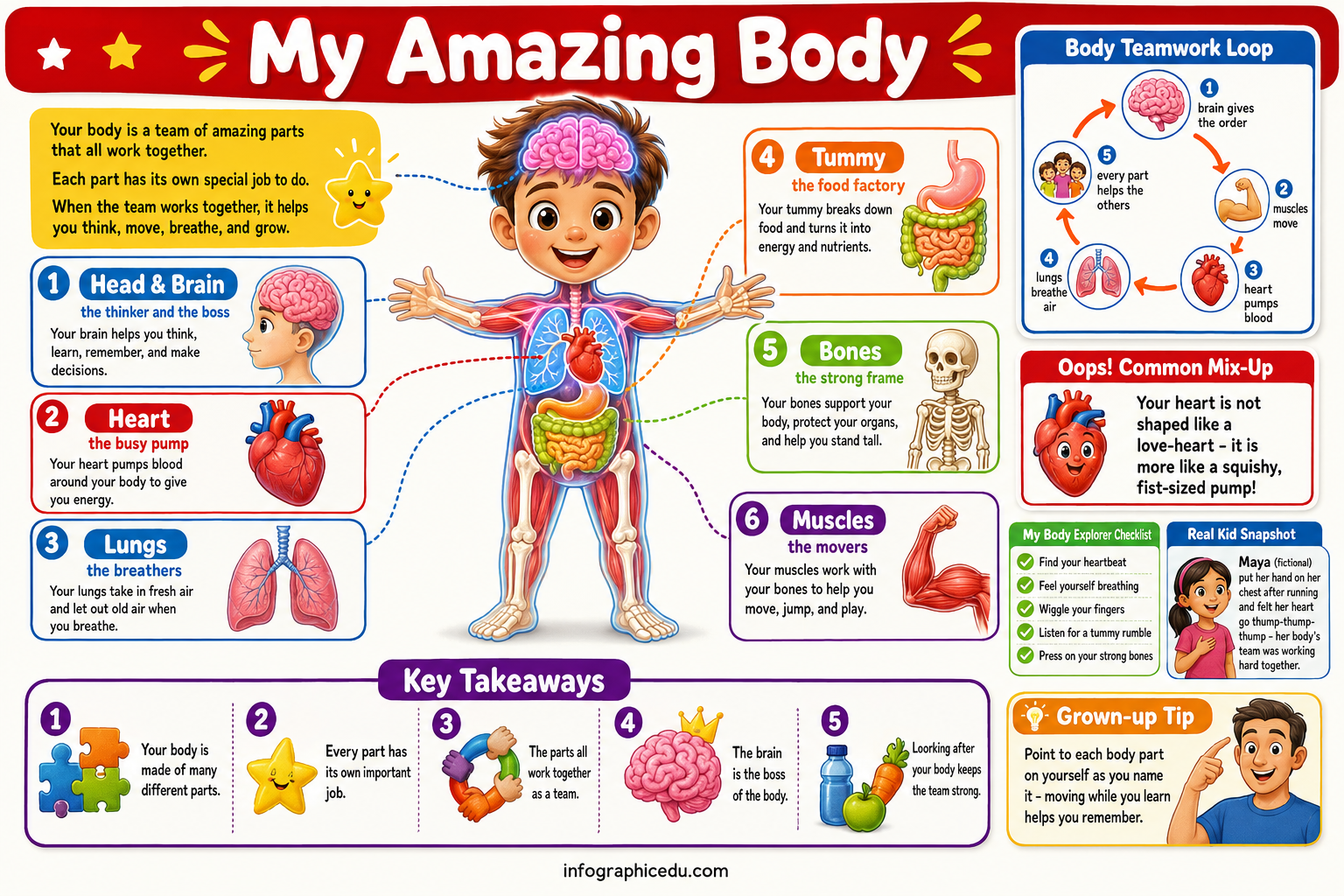 Human Body infographic 1 preview from the kids science discovery bundle