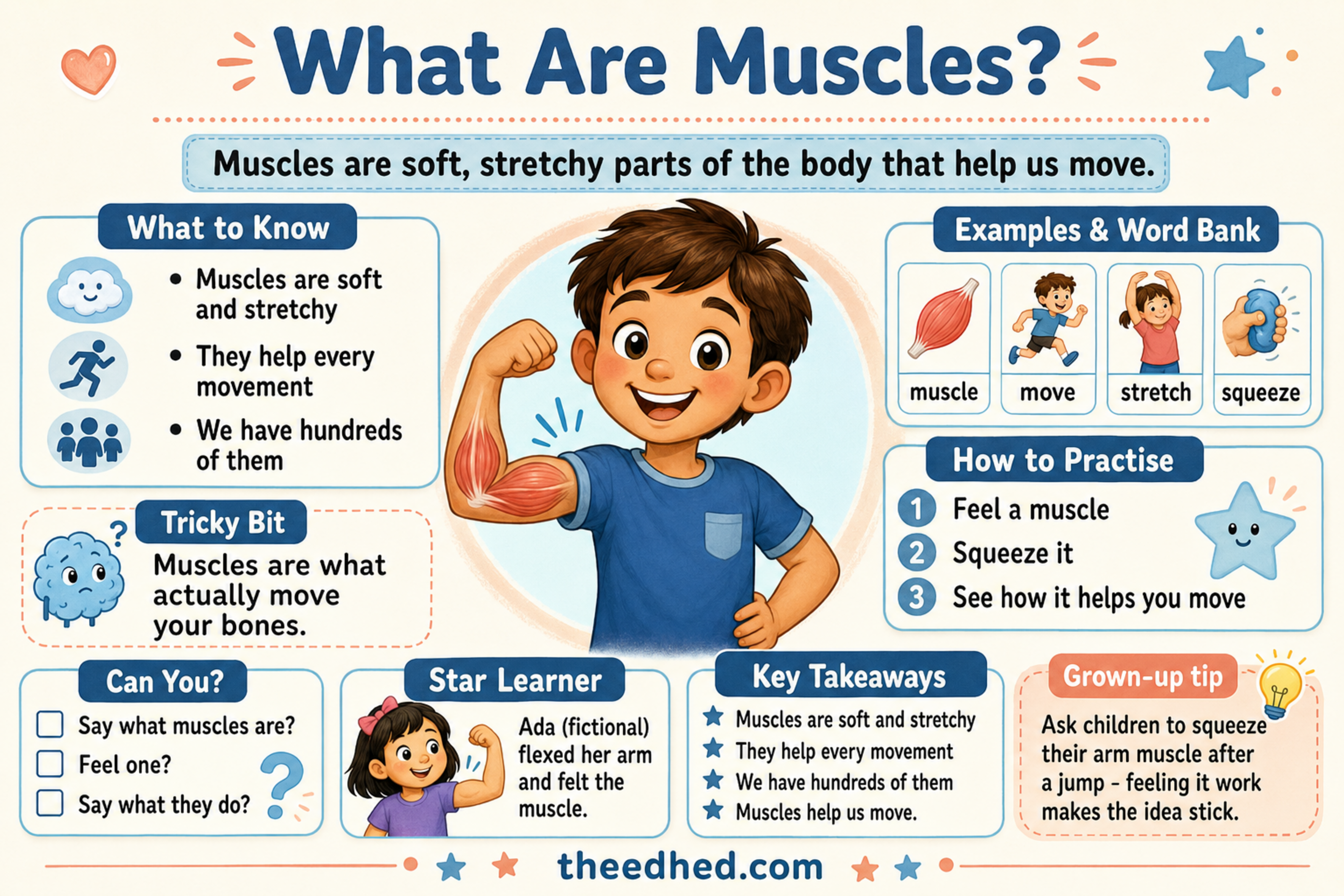 What Are Muscles educational infographic for children ages 6 to 8