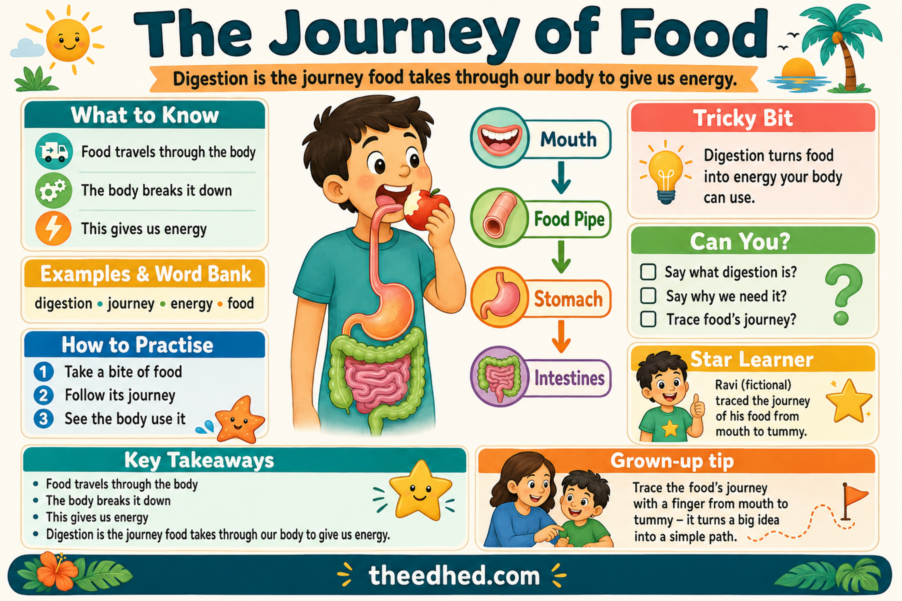 The Journey of Food educational digestion infographic for children