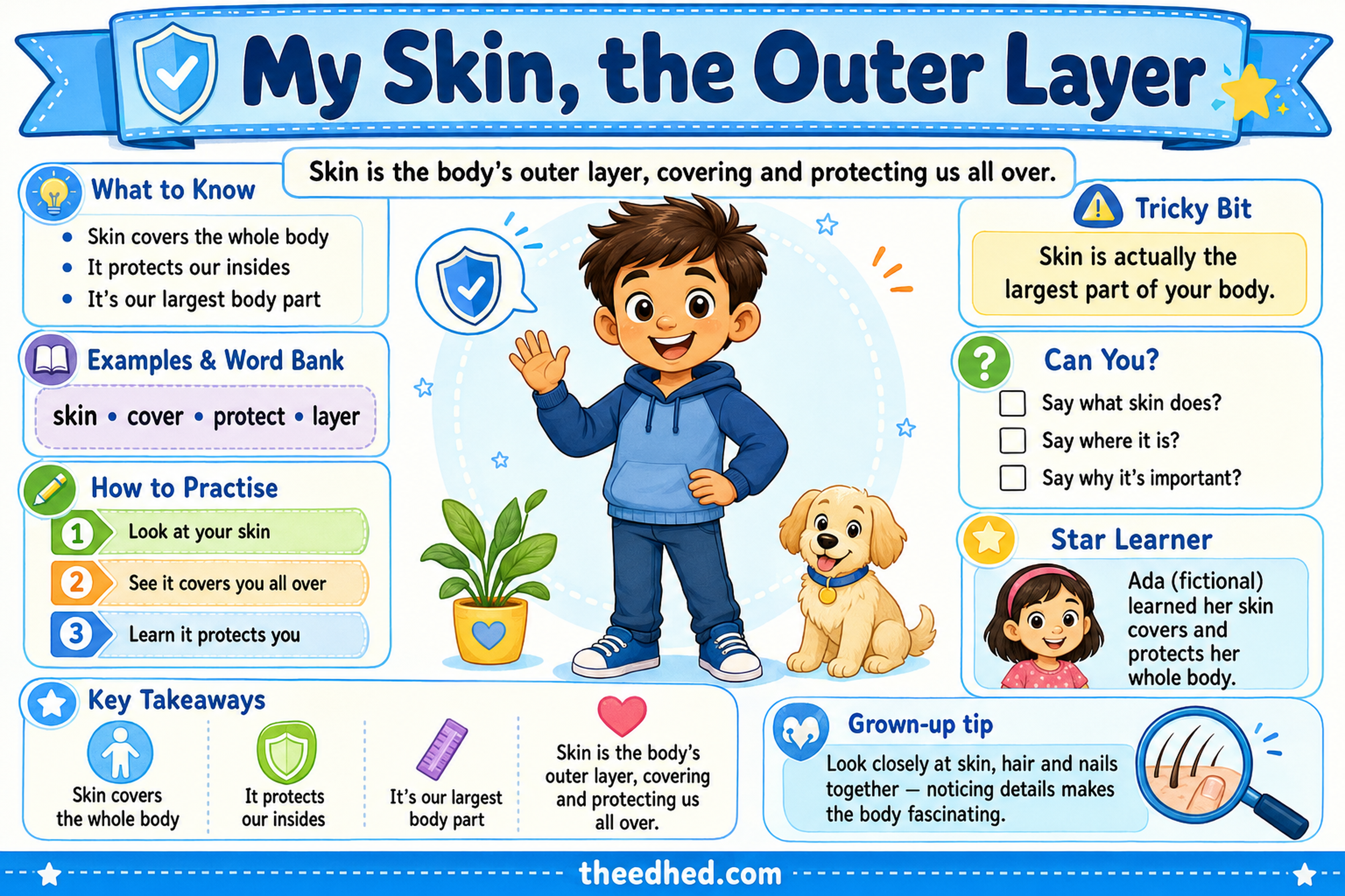 My Skin, the Outer Layer educational infographic for children ages 6–8