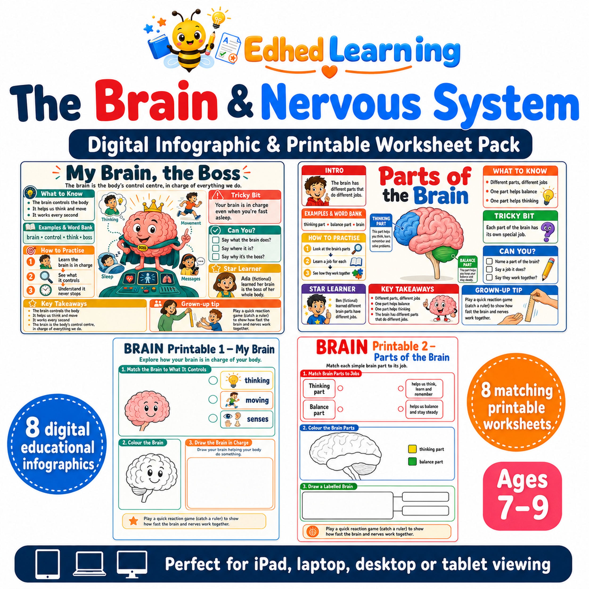 The Brain & Nervous System digital infographic and printable worksheet pack for ages 7 to 9